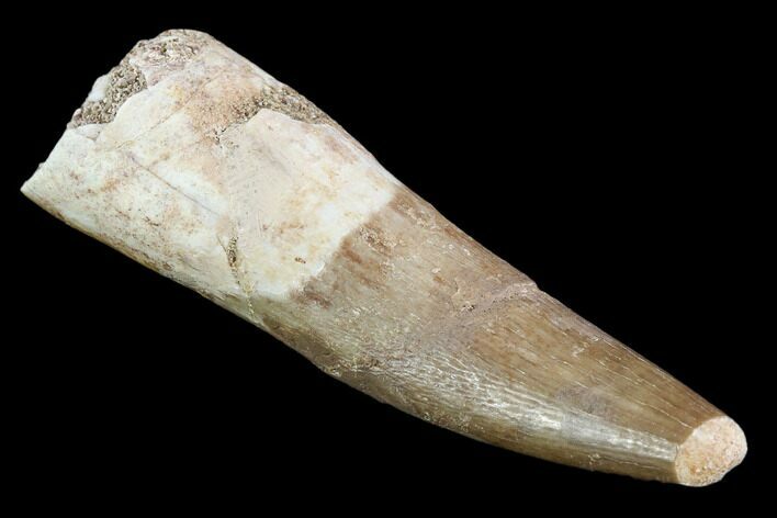 Fossil Plesiosaur (Zarafasaura) Tooth - Morocco #107717